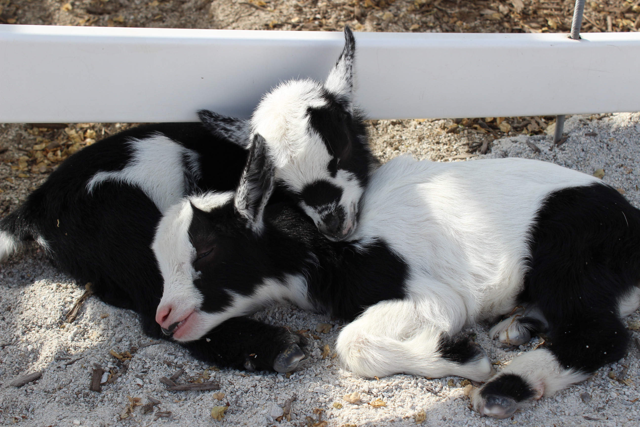 Baby Goats Sleeping.JPG